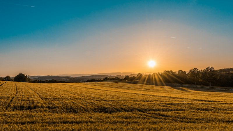 Sunlit summer field under a clear sky